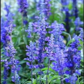 Salvia- Blue Bedder, 4 Inch item