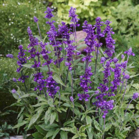 Salvia- Evolution, 4 Inch item