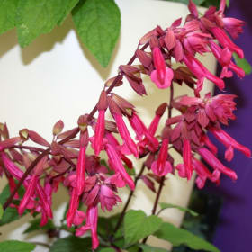 Salvia- Wendy's Wish, 1 Gallon item