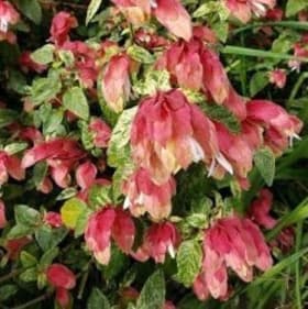 Shrimp- Variegated Red, 1 Gallon item