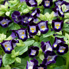 Torenia- Kauai Deep Blue, 4 Inch item