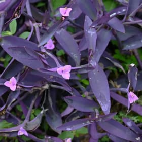 Tradescantia- Pale Puma Spiderwort, 1 Gallon item