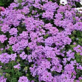 Verbena- Empress Flair Lavender Blue, 4 Inch item