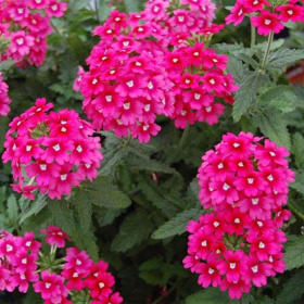Verbena- Lascar Pink, 4 Inch item