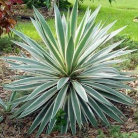 Yucca, Spanish Dagger variegated, 5 Gallon item