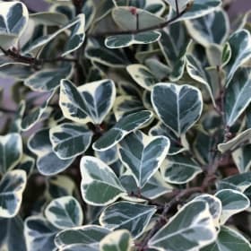 Ficus- triangularis variegated, 1 Gallon item