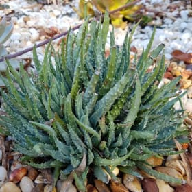 Aloe- Hedgehog, 1 Gallon item