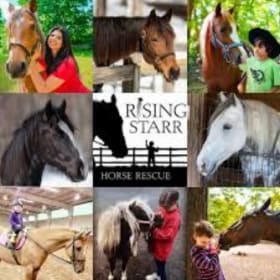 Pony Rides! (Value: $125) item