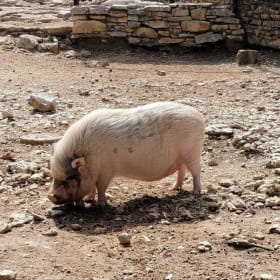 Austin Zoo - Passes for Four (4) item