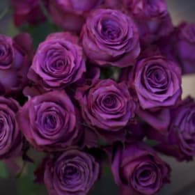 Bouquet of 6 Roses - Lavender item