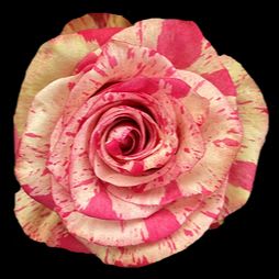 Bouquet of 6 Roses - Magic Times item