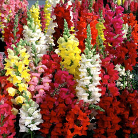 Snapdragons-Mixed colors-SHORT  36 count flat item