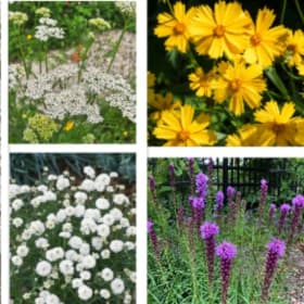 Xeriscape Garden item