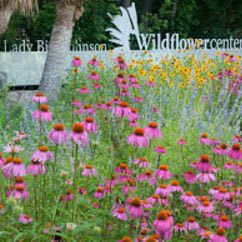 Family membership at Lady Bird Johnson Wildflower Center item