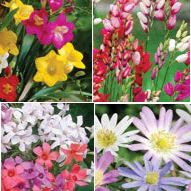Colorfest Collection - 80 bulbs item
