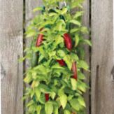 Organic Jalapeño Pepper Hanging Seed Kit item