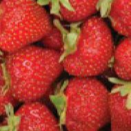 Everbearing Strawberries - 10 Plants item