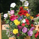 Butterfly Saddlebag Seed Kit item