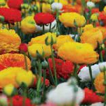 Mixed Ranunculus - 10 Bulbs item