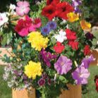 Two Sun-Loving Saddlebags (Mixed Pansy & Mixed Butterfly) | item