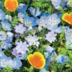 BloomScape Floral Ground Cover Blend - 1 Mat item