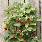 Strawberry Hanging 1 Kit (10 Plants) item