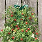 Cherry Tomato Hanging Seed Kit item