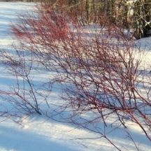One bundle of up to 5 shrubs item