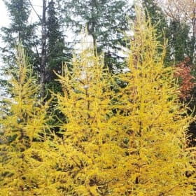 Tamarac/Larch tree item