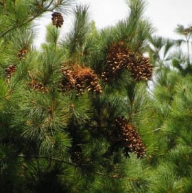 Eastern White Pine item