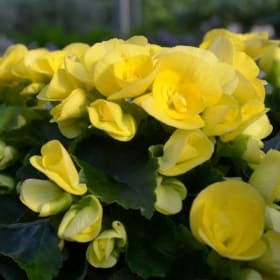 12" Tuberous Begonia Hanging Basket YELLOW item