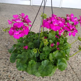 12" Caliente Geranium Hanging Basket ROSE item
