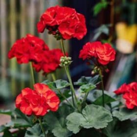 12" Caliente Geranium Hanging Basket DARK RED item