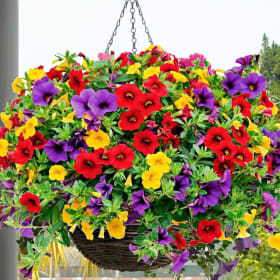 12" Calibrachoa Mixed Color Hanging Basket SUNDANCE item