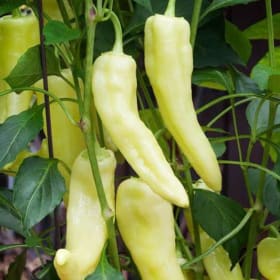 Yellow Sweet Banana Pepper item