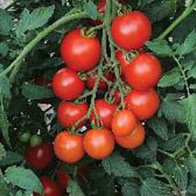 12" Cherry Tomato Hanging Basket item