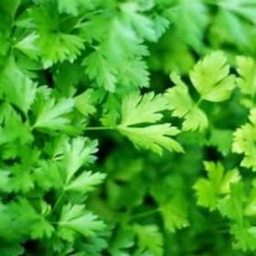 Flat Leaf Italian Parsley-HERB item