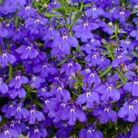 Hybrid Trailing Lobelia BLUE item