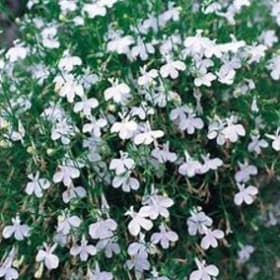Hybrid Trailing Lobelia WHITE item