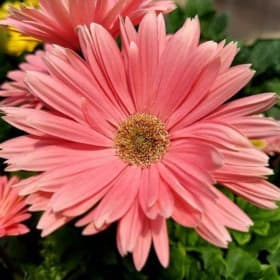 Gerber Daisy PINK item