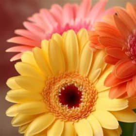 Gerber Daisy YELLOW item
