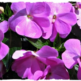 New Guinea Impatiens 4.5" Pots/8 pac PURPLE item