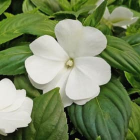 New Guinea Impatiens 4.5" Pots/8 pac WHITE item
