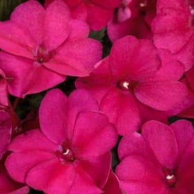 Sun Patiens 4.5" Pots/8 pac MAGENTA item