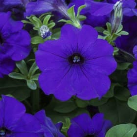 Hybrid Trailing Petunias 4.5" pots/8 pac BLUE item