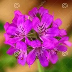 Common Geraniums 4.5" pots/8 pac VIOLET item