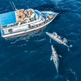 🐋 Whale Watching Adventure for 4 item