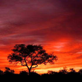 Photo Safari to Africa item