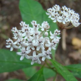 Milkweed- Aquatic/ perennis, 4 Inch (small) item