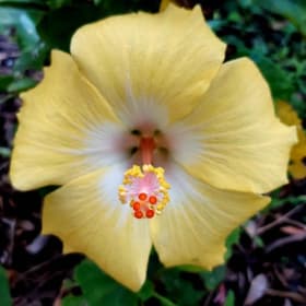Hibiscus- Bonaire Wind, 1 Gallon item